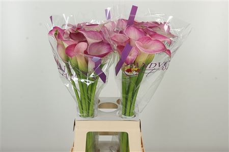 Kala Zantedeschia Denver 60 cm