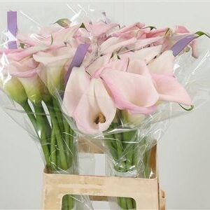 360184872_435004757_H_1 Zantedeschia Sweet Art 60 cm