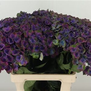 Hydr M Mistral Violet