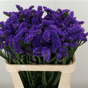 360185972_435006337_H_1 Limonium S Sera Sun Birds žltý rezaný kvet