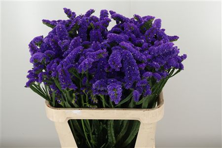 360185972_435006337_H_1 Limonium S Sera Sun Birds žltý rezaný kvet