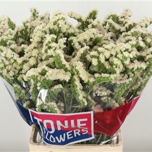 Limonium S Apricot Sun Birds 80 cm