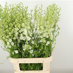 Ružový Delphinium Rids Pink rezaný kvet
