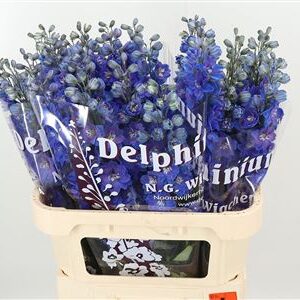 Delphinium El Dewi Boy Pale Blue rezaný kvet