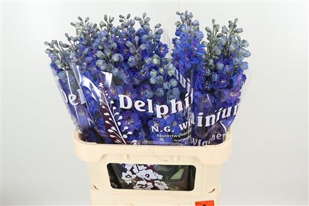 360186064_435006602_H_1 Delphinium El Dewi Boy Pale Blue rezaný kvet
