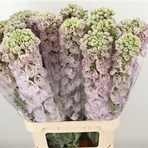 360186080_435006680_H_1 Delphinium El Dewi Pink Spijker 80 cm