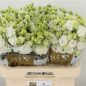 360186191_435006857_H_1 Biela eustoma Alissa White s výškou 70 cm