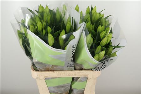 Biela ľalia Li Or Pacific Ocean White s výškou 95 cm