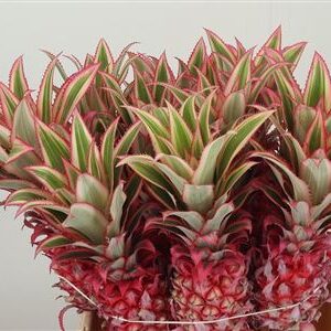 Ananas Compacta