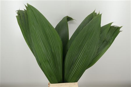 360186287_435007037_H_1 Dec Curculigo
