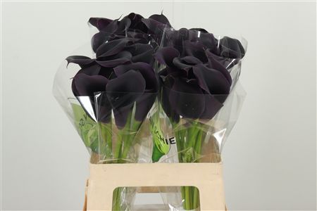 Kala Zantedeschia Odessa