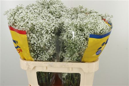 Gypsomilka Million Apricot 75 cm