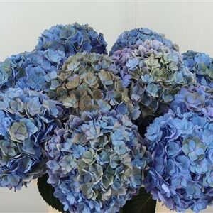 Hydr Cl M Adora Violet
