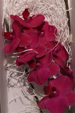 Phal Montreux