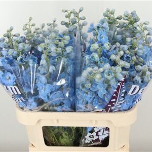 360187877_435009460_H_1 Delphinium El Dewi Boy Pale Blue rezaný kvet