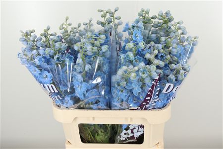 Delphinium El Dewi Boy Pale Blue rezaný kvet