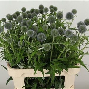 Eryngium Alpinum 80 cm