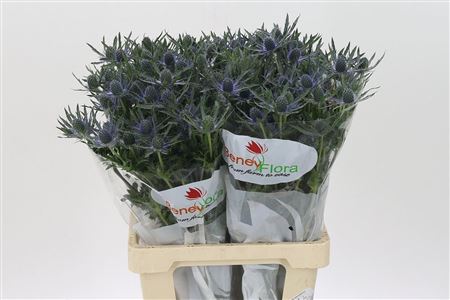 360197345_435023447_H_1 Eryngium Alpinum v modrej farbe