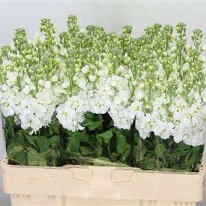360197353_435023530_H_1 Matthiola Aida White