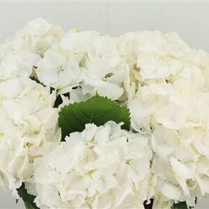 360206645_435036073_H_1-1 Hortenzia M Verena White 60 cm