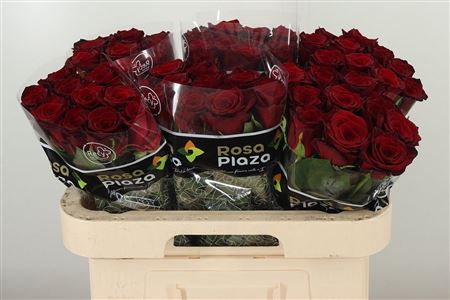 Červená ruža Grand Prix Monte Carlo s 50 cm stonkou