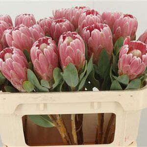 Protea Penny Pink