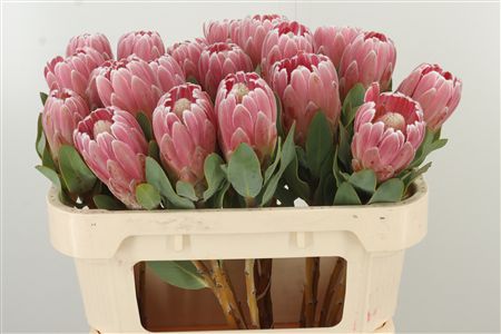 360250365_435093872_H_1 Protea Penny Pink