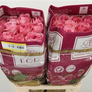 R Eq Pink X-pression