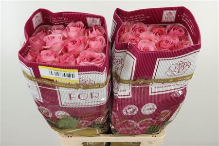 360254043_435098981_H_1 R Eq Pink X-pression