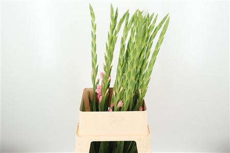 Gladiool Adrenalin Light Pink