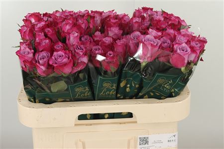 360391752_435277344_H_1-1 Ruža Grand Prix Deep Purple 70 cm