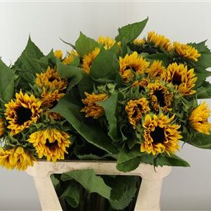 Helianthus Ziggy