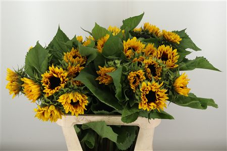 360401571_435288321_H_1-2 Helianthus Ziggy