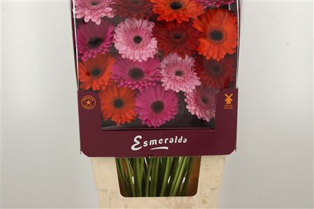 360401660_435288480_H_1-1 Gerbera Ge Mi @ Mix Ibiza 45 cm