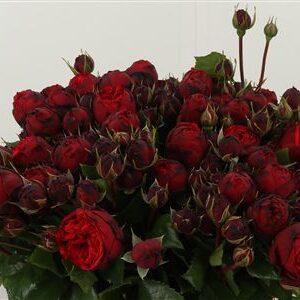 360403157_435291796_H_1 R Tr Piano Freiland Red