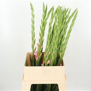 Gladiool Adrenalin Light Pink
