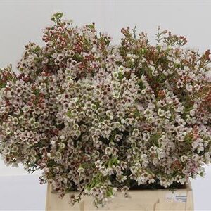 380936_1244012_H_1-94 Chamelaucium Morning Delight 40 cm