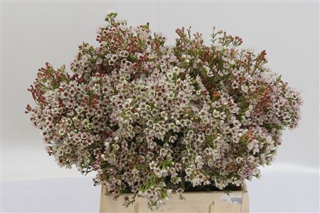 380936_1244012_H_1-94 Chamelaucium Morning Delight 40 cm
