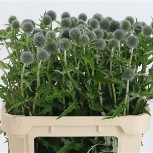 384640_1254490_H_1-6 Eryngium Alpinum v modrej farbe