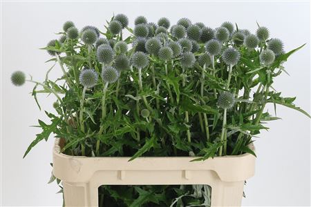 Eryngium Alpinum v modrej farbe
