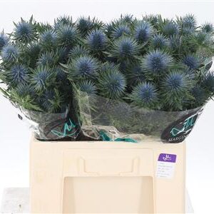 386683_1260078_H_1-3 Eryngium Magnetar Qstar