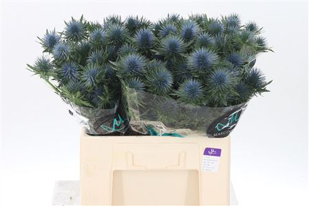 386683_1260078_H_1-9 Eryngium Magnetar Qstar 40 cm