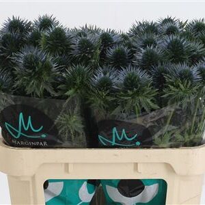 387116_1261301_H_1 Eryngium Scorpius Questar