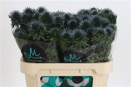 387116_1261301_H_1 Eryngium Scorpius Questar