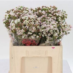 387120_1261351_H_1-2 Chamelaucium Morning Delight 40 cm