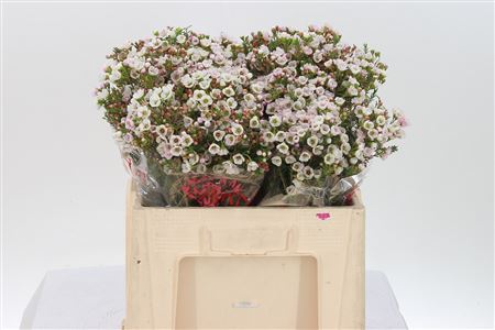 Chamelaucium Morning Delight 40 cm