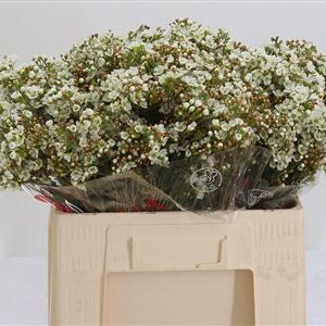 Chamelaucium Dawn Pearl White