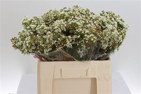 387141_1261350_H_1-2 Chamelaucium Dawn Pearl White