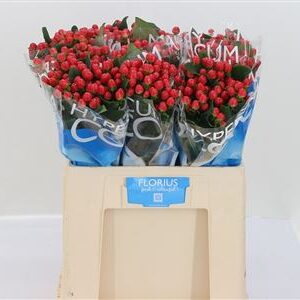 387165_1261444_H_1-1 Hypericum Coco Tango Red sýtočervené bobuľky