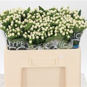 387166_1261463_H_1-2 Hypericum Coco Uno White s bielymi plodmi